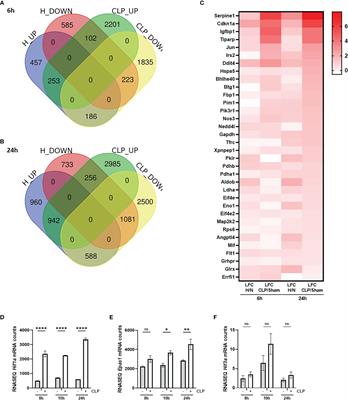 The impact of hepatocyte-specific deletion of hypoxia-inducible factors on the development of polymicrobial sepsis with focus on GR and PPARα function